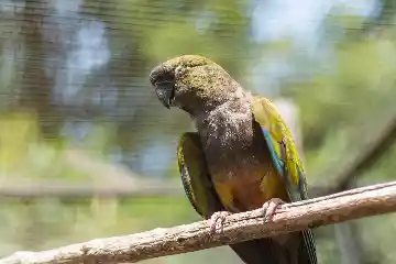 Oiseau du zoo