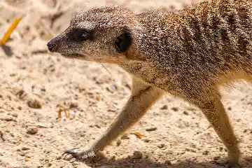 Suricate, zoo de Lille