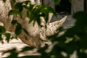 Rhino du zoo
