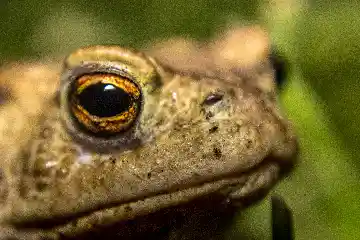 Crapaud