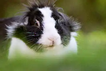Lapine