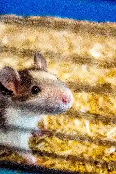 Rat