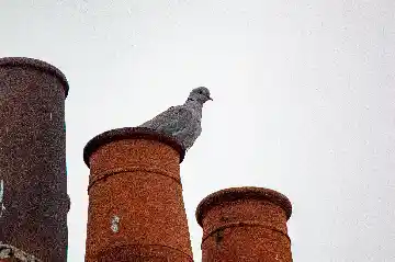 Pigeon sur la cheminée
