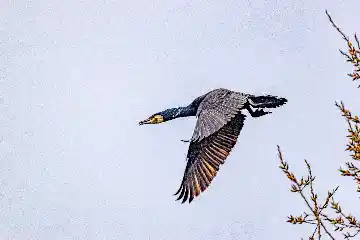 Grand cormoran en vol