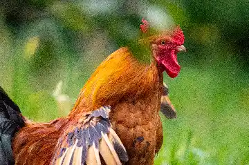 Coq