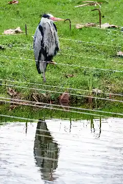 Héron et son reflet