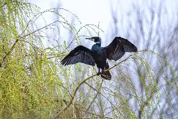 Grand cormoran battant des ailes