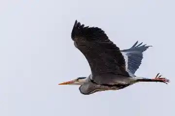Héron cendré dans le ciel