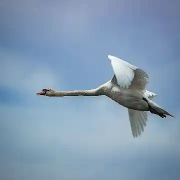 Cygne