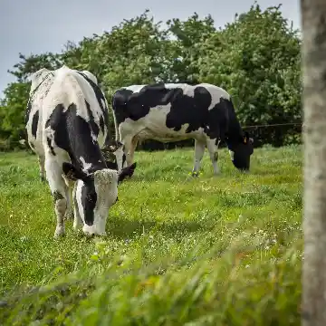 Vaches