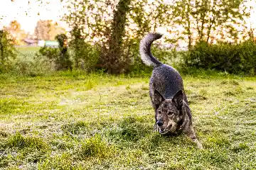 Béné foufou