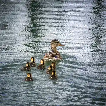 Cane et ses cannetons