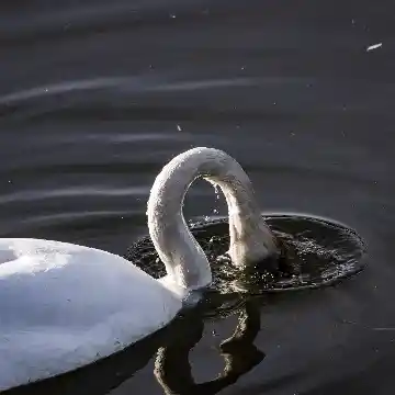 Cygne plongeant sa tête dans l'eau