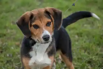Chien