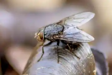 Mouche