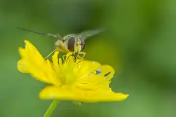 Insecte