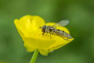 Insecte