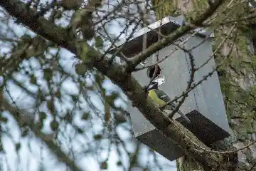 Mésange charbonnière