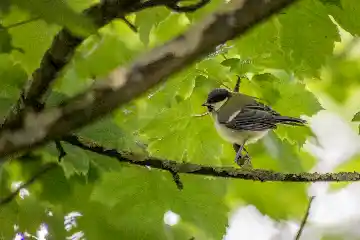 Mésange bleue