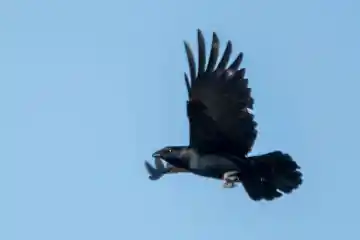 Oiseau
