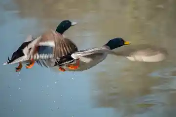 Canards