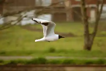 Oiseau