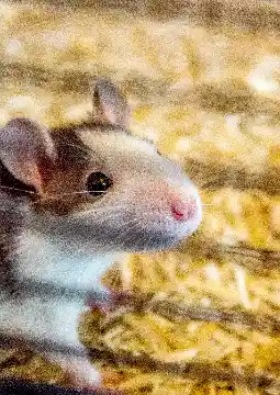 Rat