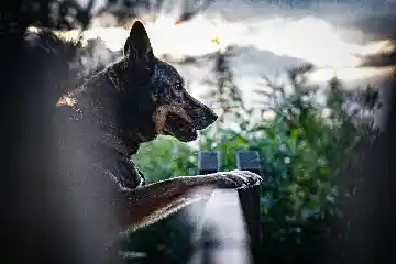 Béné sur une barrière