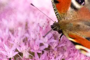 Papillon