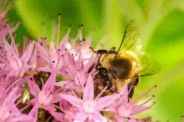 Abeille