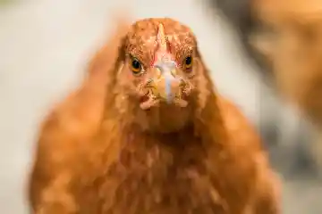 Poulette