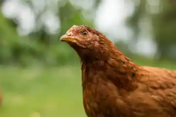Poulette