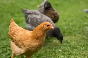 Poulettes
