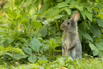 Lapin