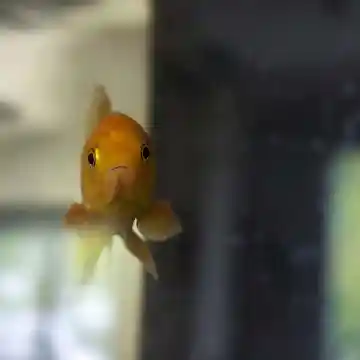 Poisson
