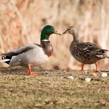 Canards