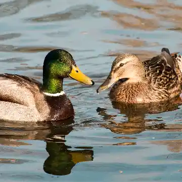 Canards