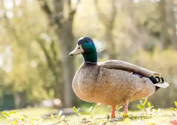 Canard