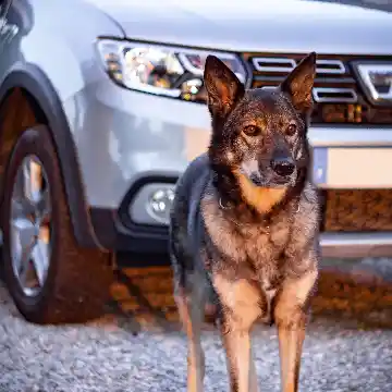 Béné Dacia