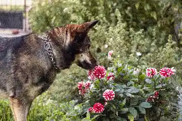 Béné passion fleurs