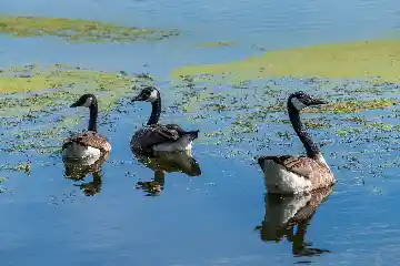 Oies du lac du héron
