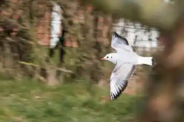 Mouette