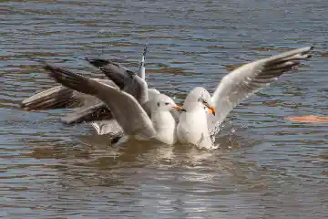 Mouettes
