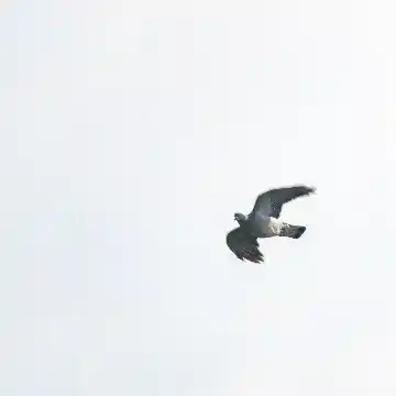 Oiseau