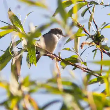 Oiseau
