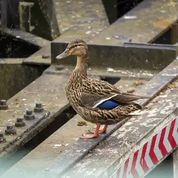 Canard