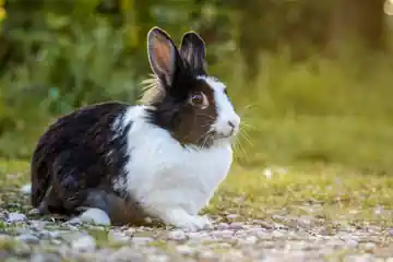 Lapine