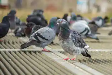 Pigeons, quartier Montparnasse
