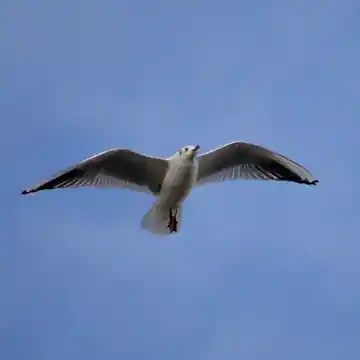 Mouette