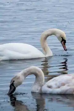 Cygnes